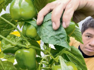 Más de 160 organizaciones de productores firmaron una carta dirigida a México, EU y Canadá donde advierten riesgos para cadenas de suministro y abasto de alimentos. ESPECIAL
