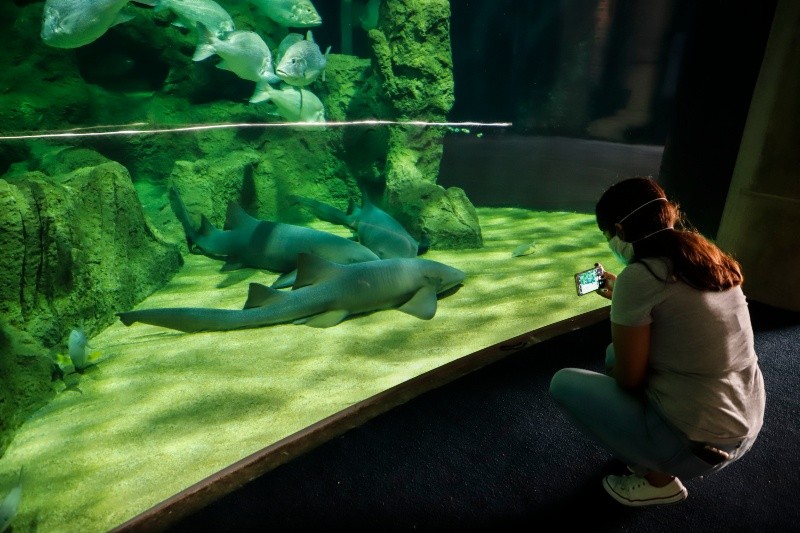 &nbsp;Acuario Michín. EL INFORMADOR / ARCHIVO