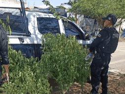 Autoridades decomisan presunto huerto clandestino de marihuana en Tlajomulco. CORTESÍA