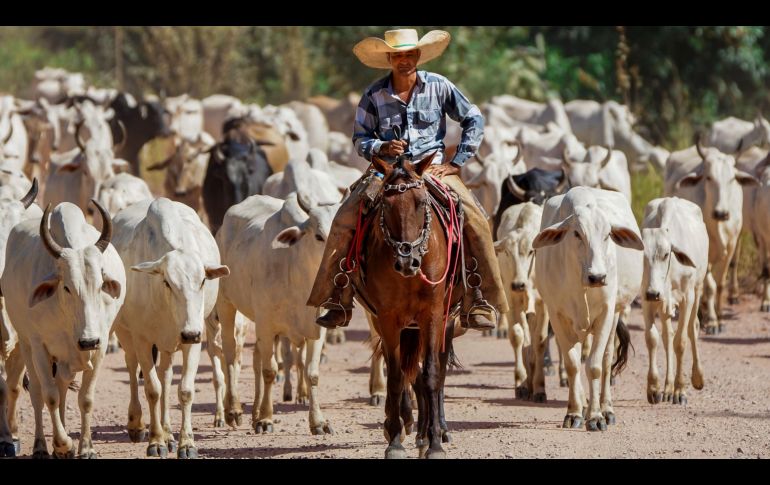 Texas alberga el mayor inventario de ganado vacuno de Estados Unidos, con más de 12 millones de cabezas. ESPECIAL/PEXELS