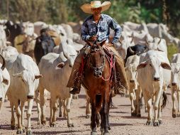 Texas alberga el mayor inventario de ganado vacuno de Estados Unidos, con más de 12 millones de cabezas. ESPECIAL/PEXELS