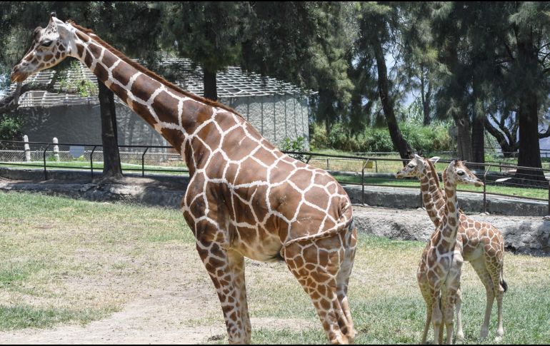 El recinto compartió las adorables fotos de las jirafitas, donde se puede ver que crecen rápido para pronto estar como sus compañeras adultas; gigantes. CORTESÍA/ Zoológico Guadalajara