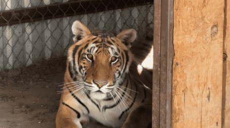 El tigre de bengala es una especie que se distribuye principalmente en el continente asiático. PROFEPA