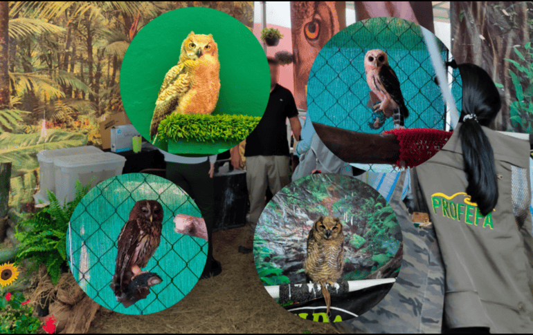 El tráfico de vida silvestre en ferias y mercados públicos es una de las modalidades más comunes y visibles del comercio ilegal de especies. GOBIERNODEMEXICO