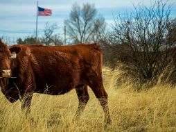 Autoridades utilizarán la técnica del insecto estéril para controlar al gusano barrenador en Texas. ESPECIAL/PEXELS