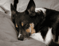 Los estudios globales demuestran que los perros que logran dormir más durante el día en un ambiente tranquilo se muestran significativamente más relajados y felices. CANVA