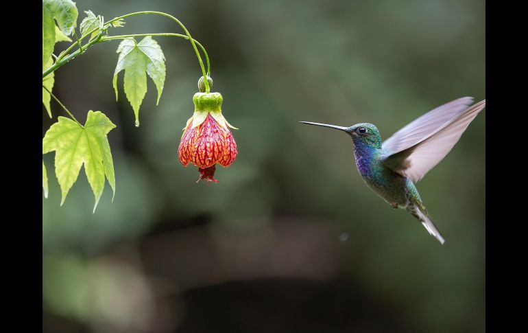 Las investigaciones demuestran que las flores comerciales populares, como las rosas o los girasoles, no están entre las favoritas de los colibríes. ESPECIAL/PIXABAY