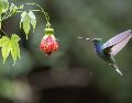 Las investigaciones demuestran que las flores comerciales populares, como las rosas o los girasoles, no están entre las favoritas de los colibríes. ESPECIAL/PIXABAY