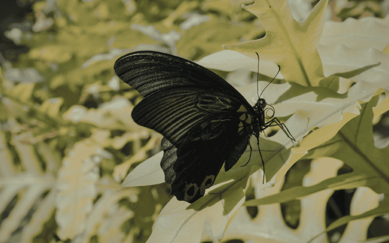 &nbsp;CANVA