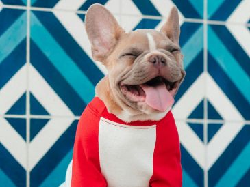 El Bulldog francés se ha popularizado en la última década gracias a su carácter afable, su adaptabilidad y su escasa necesidad de ladrar. Unsplash