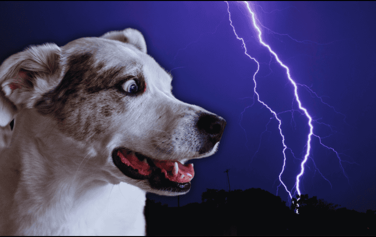 El miedo a las tormentas no es un simple capricho animal, sino una condición clínica conocida como fobia a los ruidos. ESPECIAL / CANVA
