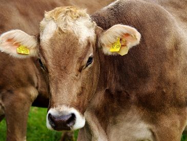 Estados Unidos ya no importará animales a México por un tiempo como medida preventiva. ESPECIAL/PIXABAY
