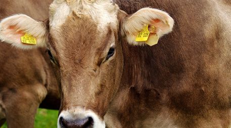 Estados Unidos ya no importará animales a México por un tiempo como medida preventiva. ESPECIAL/PIXABAY