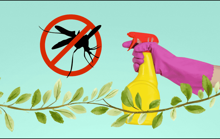 la naturaleza ofrece alternativas altamente efectivas para ahuyentar los mosquitos. UNSPLASH / JESHOOTS.COM