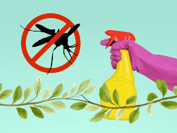 la naturaleza ofrece alternativas altamente efectivas para ahuyentar los mosquitos. UNSPLASH / JESHOOTS.COM
