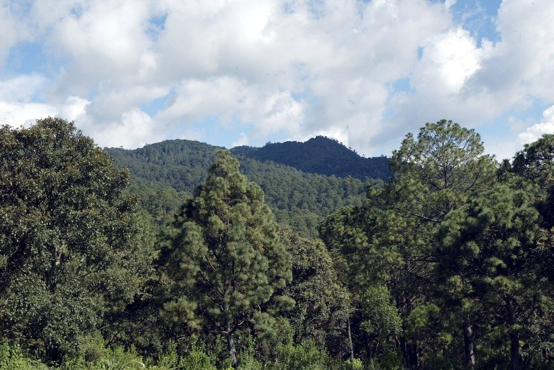 Mazamitla es un rincón de denso y aromático bosque de pinos. EL INFORMADOR / ARCHIVO