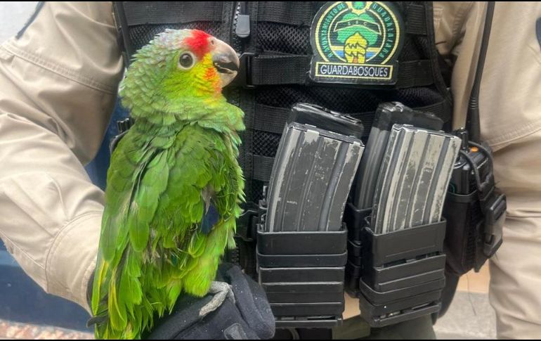 El Loro Cachetes Amarillos es una especie protegida por la NOM-059 en categoría de amenaza, por lo cual su resguardo es clave para seguir preservando la fauna. ESPECIAL