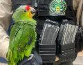 El Loro Cachetes Amarillos es una especie protegida por la NOM-059 en categoría de amenaza, por lo cual su resguardo es clave para seguir preservando la fauna. ESPECIAL