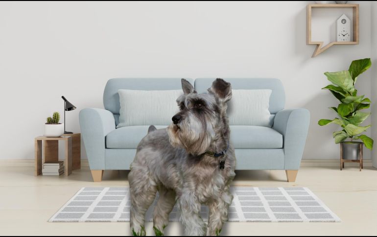 Elegir al compañero canino adecuado es importante para garantizar su bienestar, tu tranquilidad y la buena convivencia vecinal. ESPECIAL / CANVA