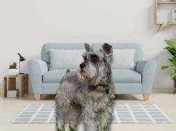 Elegir al compañero canino adecuado es importante para garantizar su bienestar, tu tranquilidad y la buena convivencia vecinal. ESPECIAL / CANVA