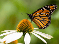 Las poblaciones de mariposas en EU disminuyeron un 22% entre los años 2000 y 2020.