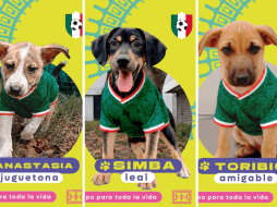 Puedes adoptar a los cachorritos: Anastasia, Simba y Toribio. CORTESÍA/ Protección Animal Zapopan