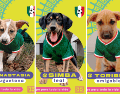 Puedes adoptar a los cachorritos: Anastasia, Simba y Toribio. CORTESÍA/ Protección Animal Zapopan