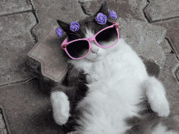 La intervención médica a tiempo no solo devuelve la tranquilidad al hogar, sino que garantiza una vida mucho más longeva, sana y feliz para tu gata. CANVA