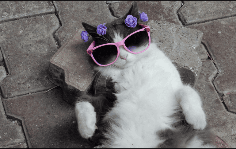 La intervención médica a tiempo no solo devuelve la tranquilidad al hogar, sino que garantiza una vida mucho más longeva, sana y feliz para tu gata. CANVA