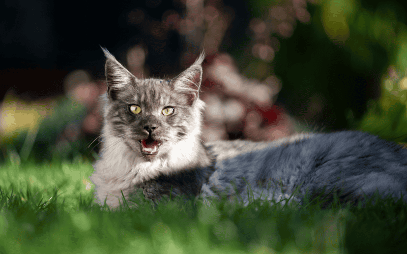 CANVA&nbsp;