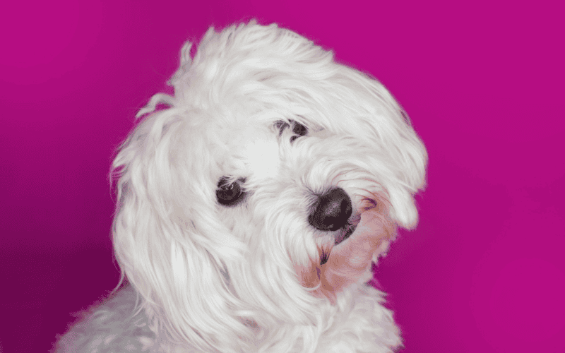 CANVA&nbsp;