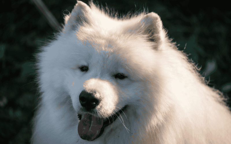El samoyedo será un perro adecuado para cualquier persona que desee un compañero sociable y alegre. CANVA