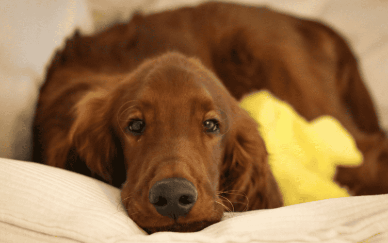 Lo más destacable de este perro de caza grande y musculoso es su abundante pelaje de color castaño caoba. CANVA