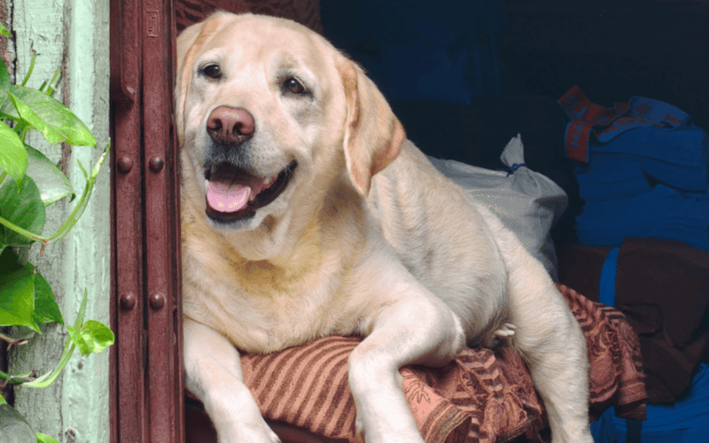 Es la raza canina más popular en los EU. Estos perros son amigables, extrovertidos y alegres. CANVA