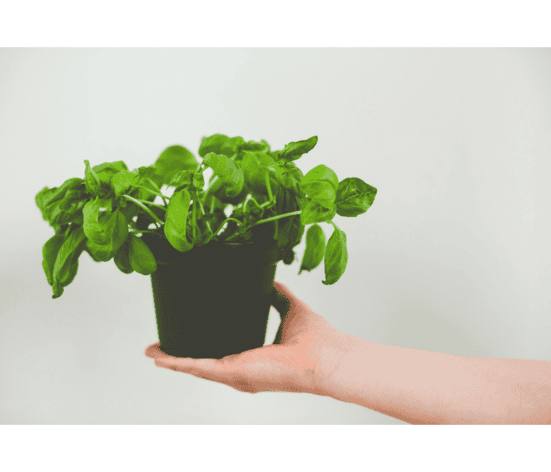 El crecimiento requiere tiempo, atención y constancia, exactamente igual que cualquier proyecto personal o económico. CANVA&nbsp;