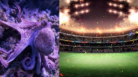 Esta tendencia a dejarse guiar por predicciones no humanas recuerda al Mundial 2010 y el Pulpo Paul, que adivinaba resultados eligiendo entre dos peceras con comida, cada una de ellas con la bandera de uno de los equipos enfrentados. ESPECIAL / CANVA