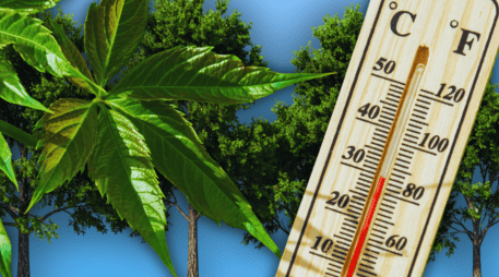 Para maximizar estos invaluables beneficios ambientales a largo plazo, los especialistas en arboricultura recomiendan plantar especies nativas adaptadas al clima local. ESPECIAL / CANVA