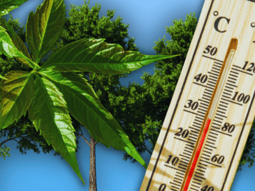 Para maximizar estos invaluables beneficios ambientales a largo plazo, los especialistas en arboricultura recomiendan plantar especies nativas adaptadas al clima local. ESPECIAL / CANVA