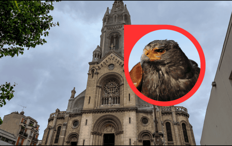 Su presencia contribuye al mantenimiento de los ecosistemas urbanos. EFE / ARCHIVO