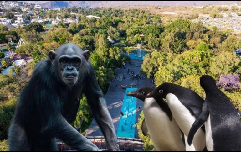 El Zoológico Guadalajara es una opción de entretenimiento accesible este junio en nuestra ciudad. ESPECIAL / EL INFORMADOR