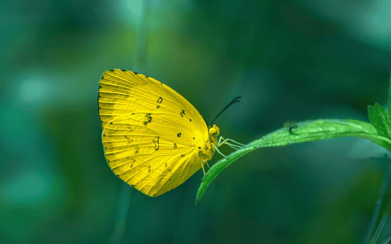 CANVA&nbsp;