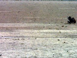 Múltiples regiones de la República Mexicana están en riesgo de enfrentar escasez de agua. EL INFORMADOR/ARCHIVO