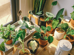 Si sientes el ambiente pesado en tu hogar, descubre cómo purificar tu espacio y proteger tu bienestar con estas especies botánicas. CANVA