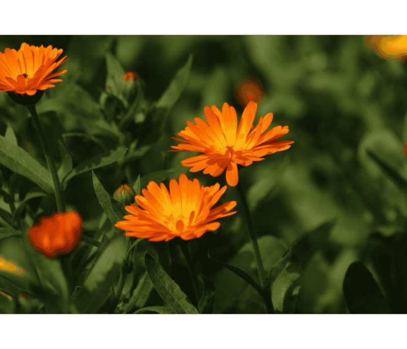 Se utiliza ampliamente tanto en jardinería y agricultura, como en la medicina tradicional y cosmética gracias a sus múltiples. CANVA