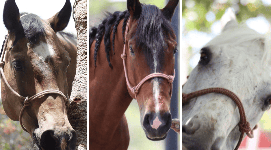 Generalmente los caballos de la Comisaría Tapatía son usados de acuerdo con las necesidades de la capital de Jalisco, en espacios recreativos y naturales como el Bosque Colomos o las barrancas de Huentitán y Oblatos. CORTESÍA/X/ @PoliciaGDL