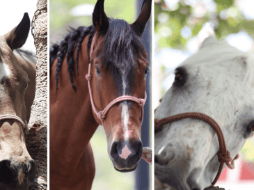 Generalmente los caballos de la Comisaría Tapatía son usados de acuerdo con las necesidades de la capital de Jalisco, en espacios recreativos y naturales como el Bosque Colomos o las barrancas de Huentitán y Oblatos. CORTESÍA/X/ @PoliciaGDL