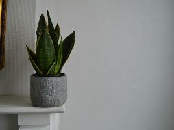 Conoce las cinco plantas esenciales que, según expertos en botánica, ayudarán a limpiar la energía negativa, reducir el estrés y crear un ambiente lleno de armonía y positividad en la casa u oficina. Unsplash