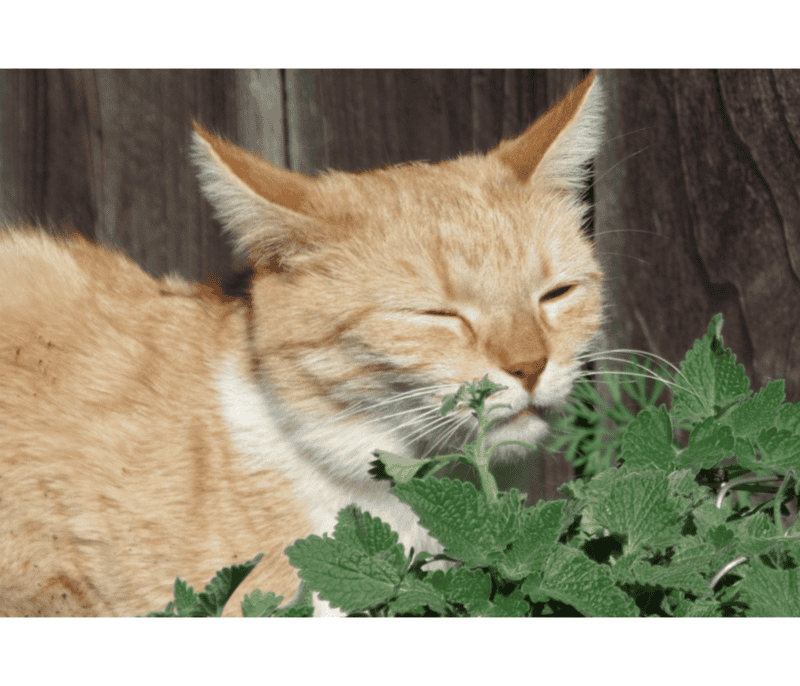 Nepeta cataria es el nombre científico de la menta gatera,&nbsp;también crece asilvestrada en Asia occidental y Norteamérica. PIXABAY