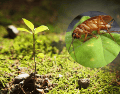 Las cucarachas buscan principalmente alimento, agua y refugio. CANVA