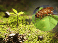 Las cucarachas buscan principalmente alimento, agua y refugio. CANVA